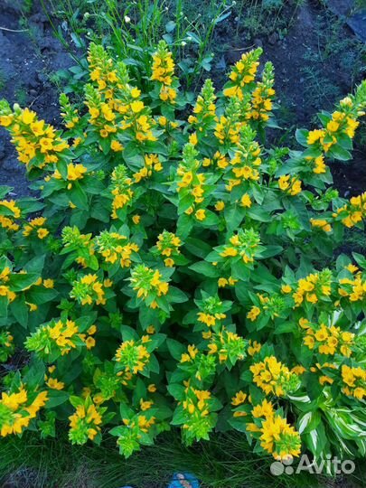 Цветы многолетники