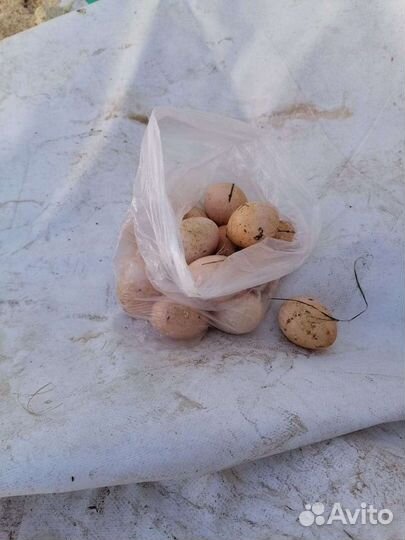 Куры несушки