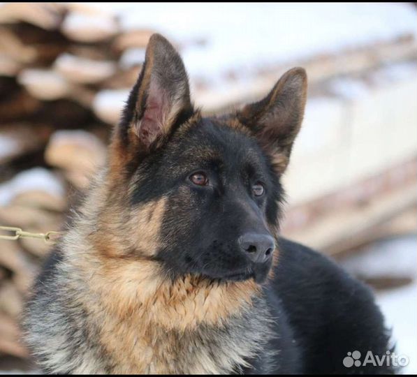 Подрощеная девочка немецкой овчарки с документами