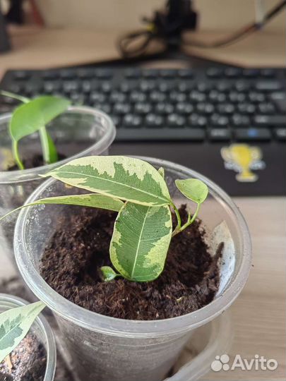 Фикус бенджамина