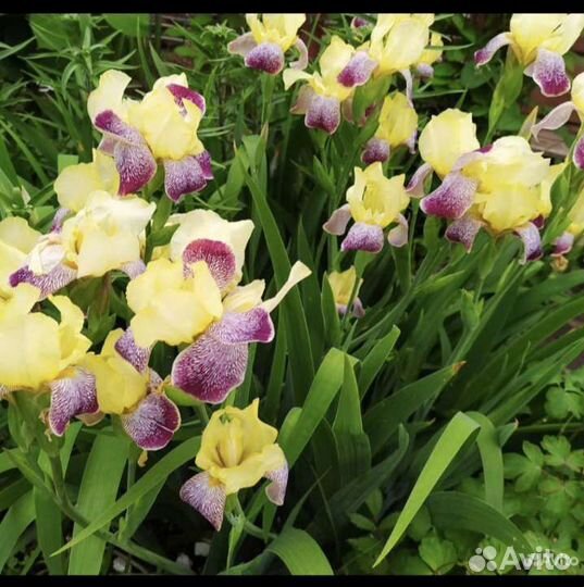 Ирисы бородатые, вербейник