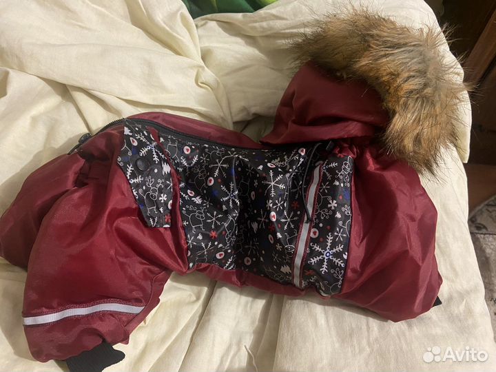 Одежда для собак