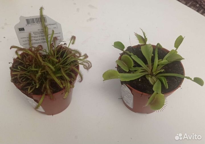 Дионея венерина мухоловка