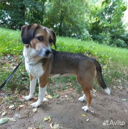 Бигль метис