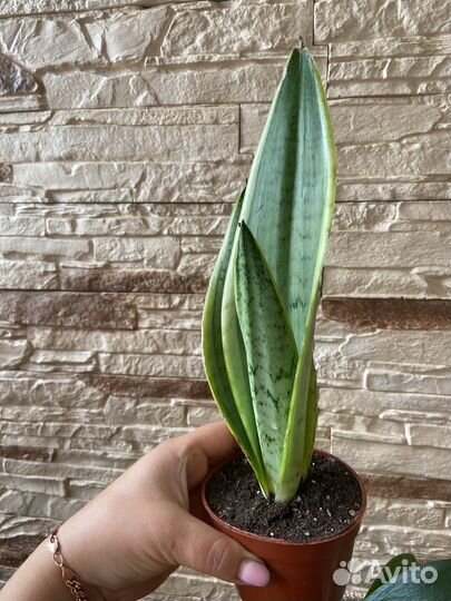 Сансевиерия Белый снег сортовая