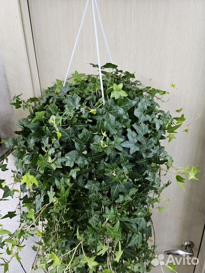 Плющ Хедера 24/150