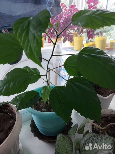 Гибискус (китайская роза)