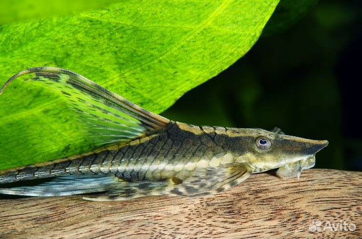 Стурисома панамская собственного разведения 4-5см