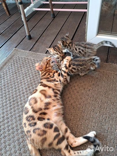 Бенгальский котенок девочка