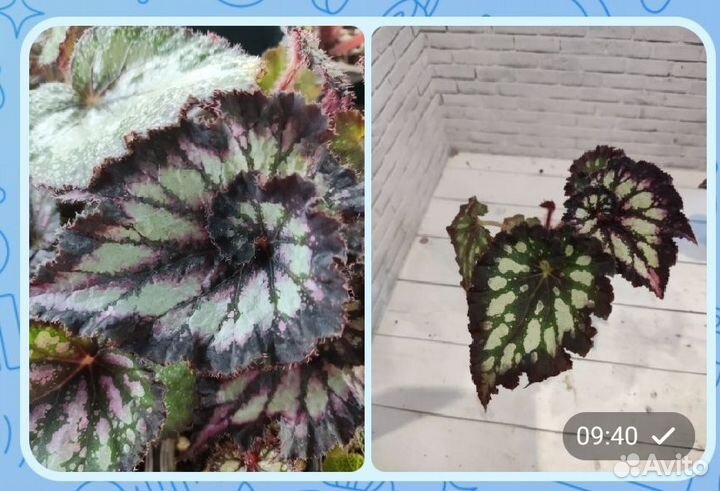 Декоративно-лиственные бегонии