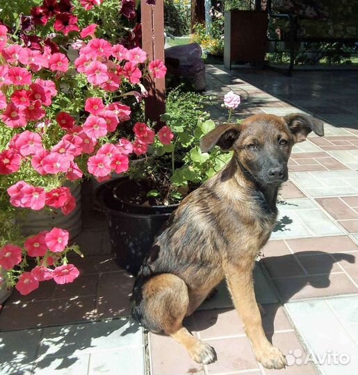 Собака в добрые руки