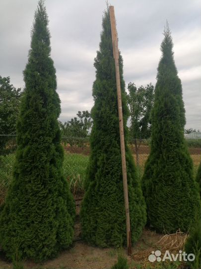 Туя смарагд 3м