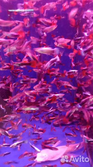 Аквариумные рыбки