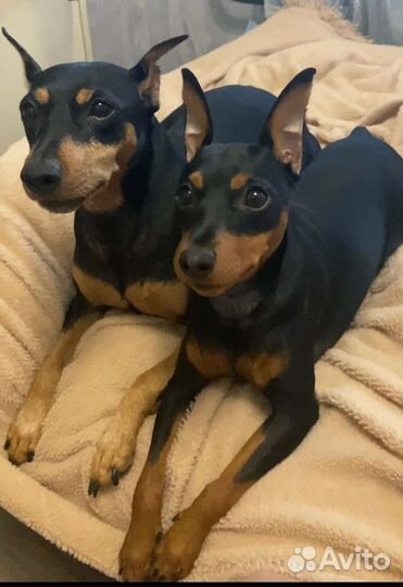 Цвергпинчер