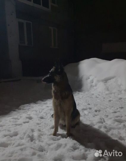 Щенки немецкой овчарки