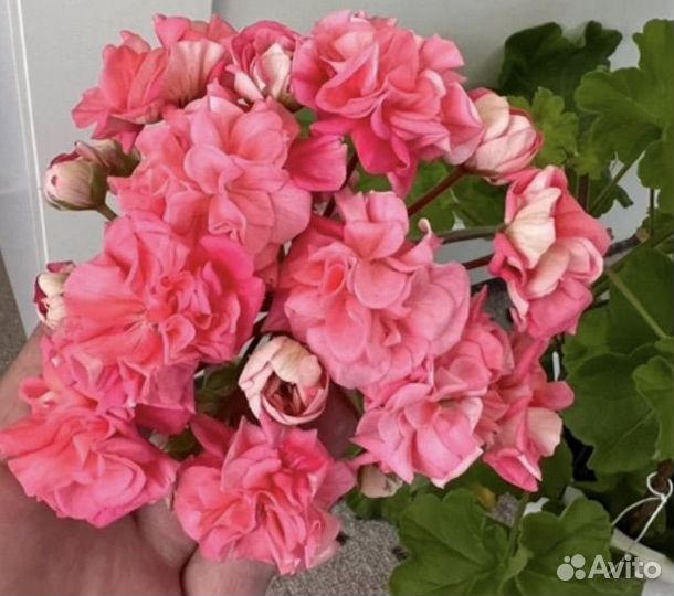 Юг Большое искушение Пеларгония