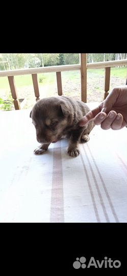 Щенки дворняжки