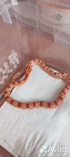 Маисовый полоз самка