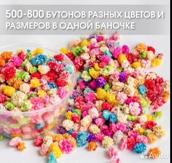 Сухоцветы для творчества