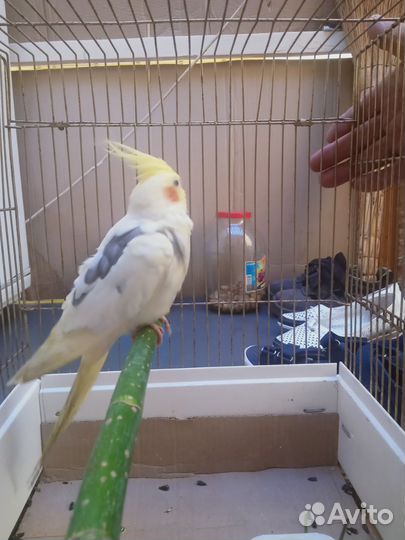 Ручной говорящий попугай