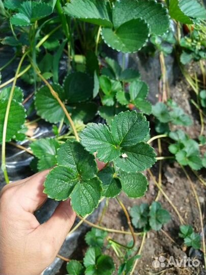 Рассада ремонтантной клубники