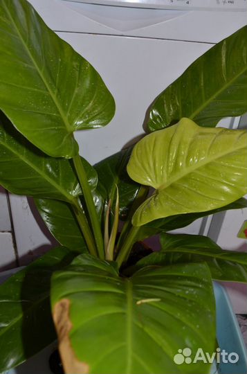 Филодендрон ruay thong