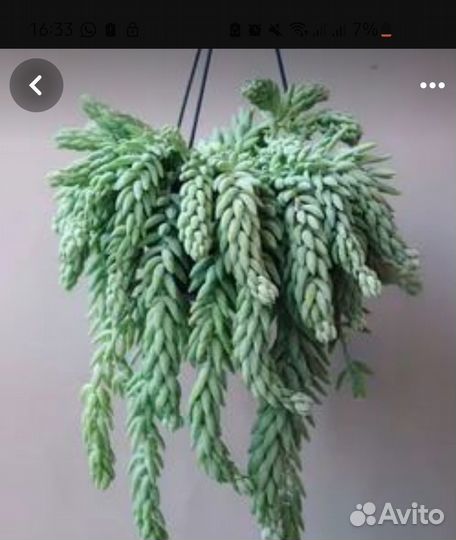 Очиток моргана