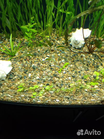 Хромис-красавец (Hemichromis bimaculatus)