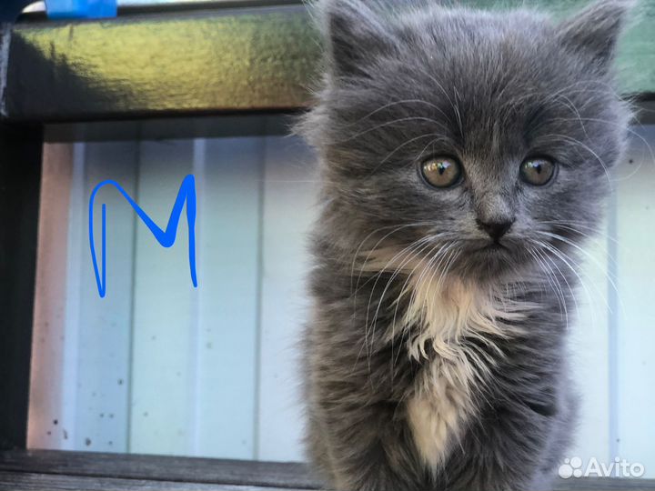 Котята