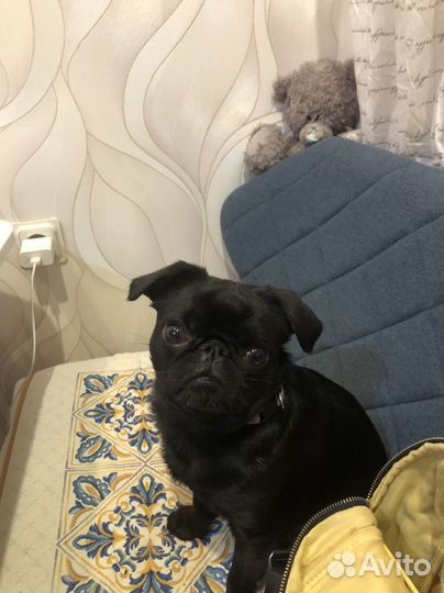 Модель для рекламы, фотосессии пти брабансон