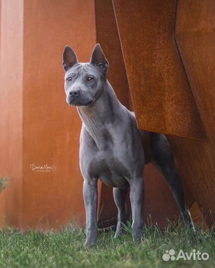 Вязка Тайский риджбек