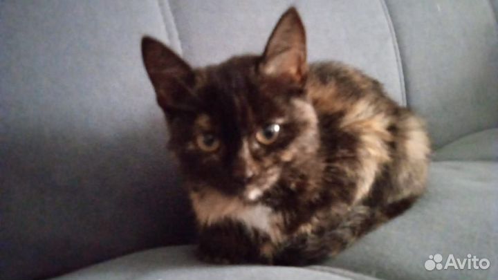 Отдадим котенка