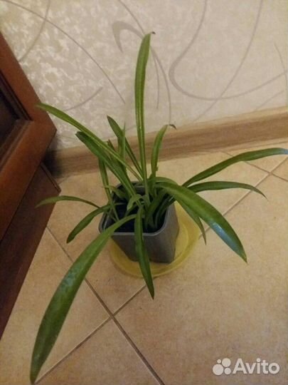 Хлорофитум