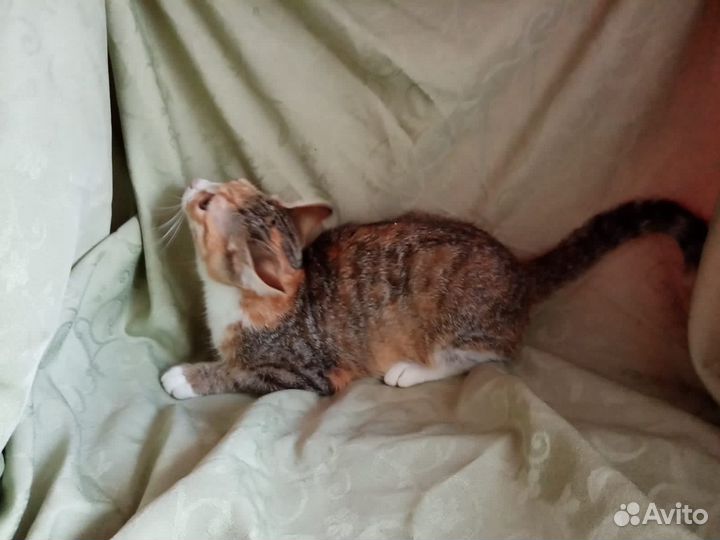 Трёхцветный котенок в добрые руки