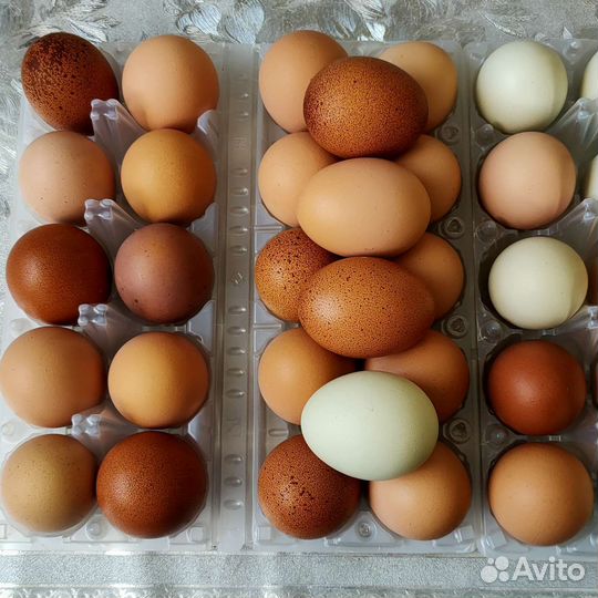 Домашние куриные яйца в наличии и под заказ