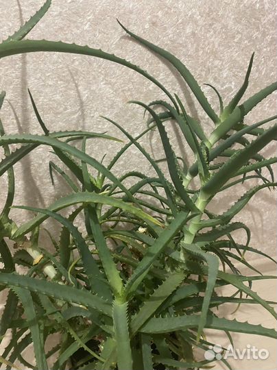 Алоэ срез листьев