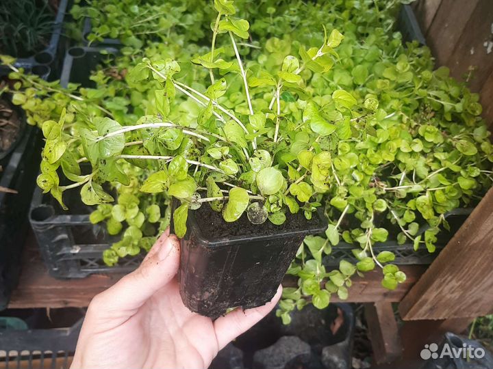 Вербейник монетчатый