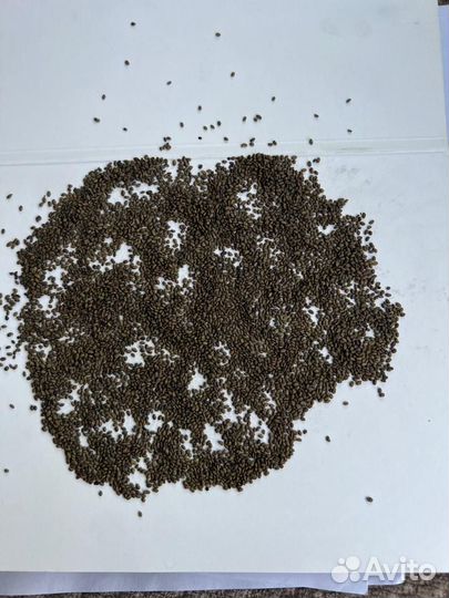 Семена люцерны