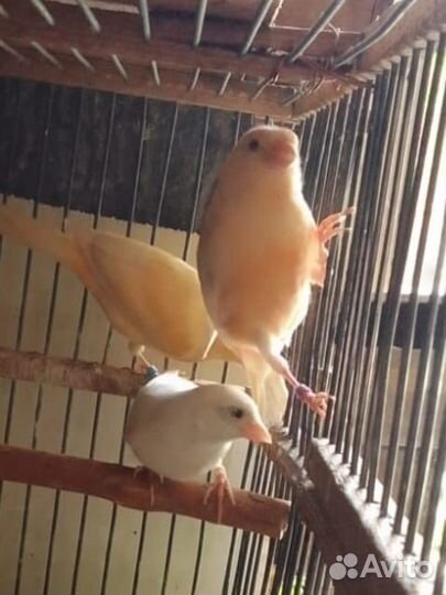 Продаются декоративные птицы:канарейки и амадины