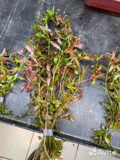 Анубиас нана и других растения для аквариума