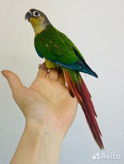 Попугаи пиррура птенцы