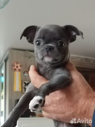 Маленькая собака чихуахуа