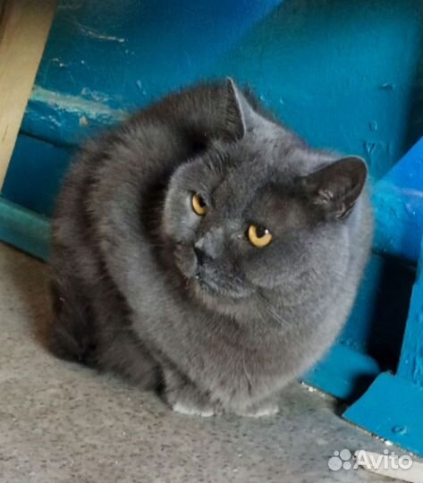 Британский кот
