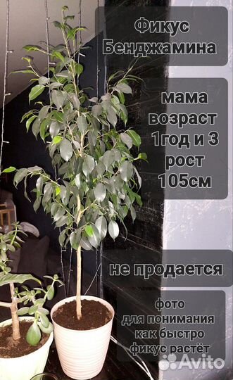 Фикус бенджамина