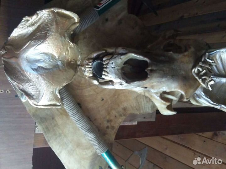 Выделка шкур животных