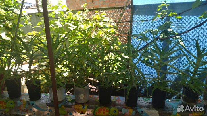 Алоэ древовидное (столетник)