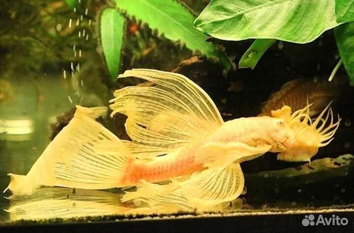 Анциструс золотой простой и вуалевый