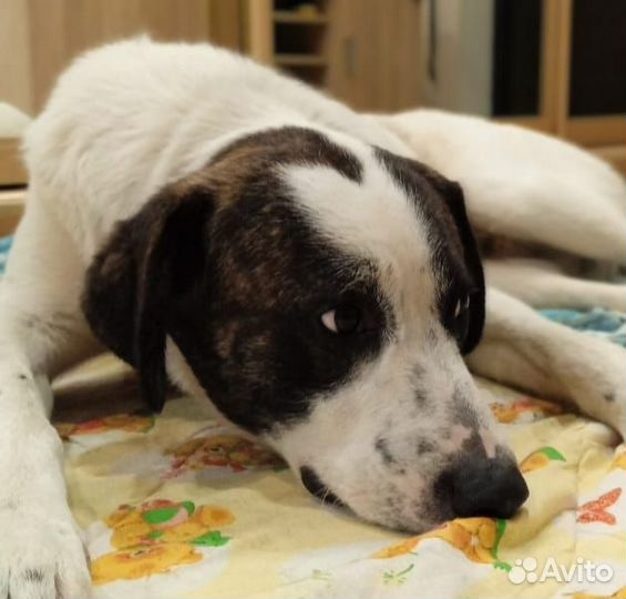 Собака друг