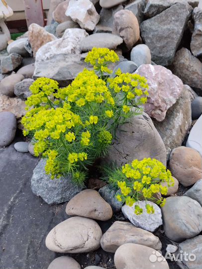 Многолетники, кустарники, плодовые