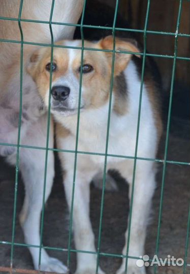 Найда ищет дом